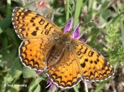 Aetherie-Fritillary-butterfly-Melitaea-aetherie-2743