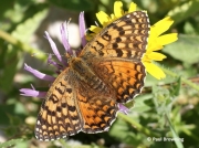 Aetherie-Fritillary-butterfly-Melitaea-aetherie-2744