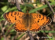 Aetherie-Fritillary-butterfly-Melitaea-aetherie-2745