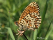 Aetherie-Fritillary-butterfly-Melitaea-aetherie-2746