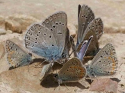 Amanda's Blue butterfly males in group - Teruel, Spain 18-6-10 © P Browning