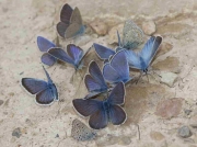 Amanda's Blue butterfly males - Teruel, Spain 18-6-10 © P Browning