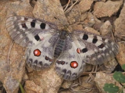 Apollo butterfly - Parnassius-apollo-