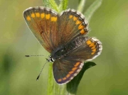 Aricia Cramera butterfly -Southern-Brown-Argus-Spain  29-4-07 © P Browning