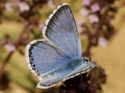 Azure Chalkhill Blue butterfly (p-caelestissima) male- Teruel,  Spain -30-7-13 © P Browning