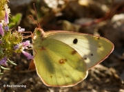 Berger's-Clouded-Yellow-butterfly-colias-alfacariensis-2635