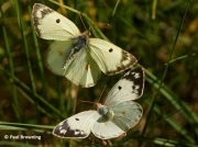 Berger's-Clouded-Yellow-butterflies-Colias-alfacariensis-2636