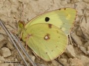 Berger's-Clouded-Yellow-butterfly-Colias-alfacariensis-male-2637