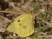 Berger's-Clouded-Yellow-butterfly-Colias-alfacariensis-male-2638