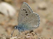 black-eyed-male-underside-granada-15-5-09-photo-p-browning