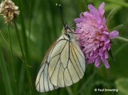 Black-veined-White-butterfly-Aporia-crataegi-female-2639