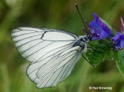 Black-veined-White-butterfly-Aporia-crataegi-2640