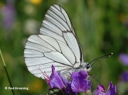 Black-veined-White-butterfly-Aporia-crataegi-2641