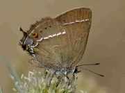 Blue-spot-Hairstreak-butterfly -Satyrium-spini-Spain-© P Browning 3813