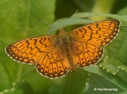 Bog-Fritillary-butterfly-Proclassiana-eunomia-Spain-2736