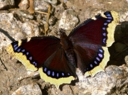 Camberwell-Beauty-Nymphalis-antiopa-2707