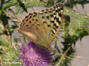 Cardinal-Fritillary-butterfly-Argynnis pandora-Spain-2714