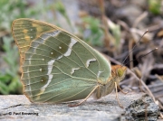 Cardinal-Fritillary-butterfly-Argynnis pandora-Spain-2715