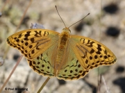 Cardinal-Fritillary-butterfly-Argynnis pandora-Spain-2716