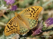 Cardinal-Fritillary-butterfly-Argynnis pandora-Spain-2717