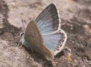Male Chalkhill Blue butterfly recorded  in Spain.