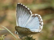 Chalkhill Blue butterfly female f asturiensis - Burgos, Spain 15-8-08 © P Browning