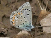 Chapman's Blue butterfly male underside - Teruel Spain 19-6-10 © P Browning