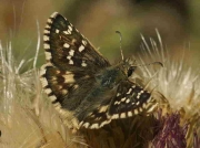 Cinquefoil-Skipper-butterfly-Pyrgus cirsii-male-Spain