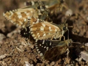 Cinquefoil Skipper-butterflies-Pyrgus cirsii - Spain © P Browning