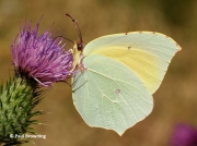 Cleopatra-butterfly-Gonepteryx-cleopatra-2642