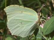 Cleopatra-butterfly-Gonepteryx-cleopatra-female-spain-2643