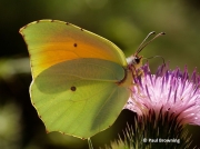 Cleopatra-butterfly-Gonepteryx-cleopatra-male-2645