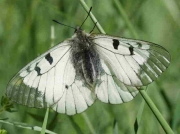 Clouded Apollo-butterfly-Parnassius-mnemosyne-male-Spain © P Browning