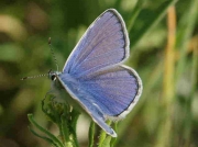 Common Blue butterfly male-  Granada, Spain  29-4-07 © P Browning