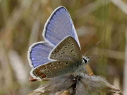 Common Blue butterfly male -  Navarra, Spain 6-7-09 © P Browning