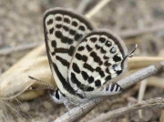 Common Tiger Blue butterfly-Tarucus-theophrastus-female -, Spain 14-5-09