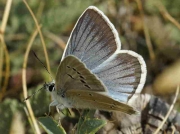 Damon-Blue-butterfly -Agrodiaetus-damon- Spain 2-8-13 © P Browning
