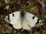 Western-Dappled-White-butterfly-Euchloe-crameri-Spain-2648
