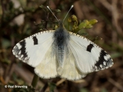 Western-Dappled-White-butterfly-Euchloe-crameri-Spain-2648