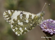 Western-Dappled-White-butterfly-Euchloe-crameri-2647