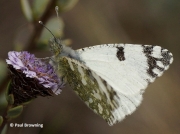 Western-Dappled-White-butterfly-Euchloe-crameri-Spain-2649