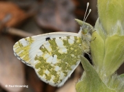 Western-Dappled-White-butterfly-Euchloe-crameri-Spain-2650