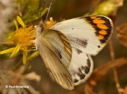 Desert-Orange-Tip-butterfly-Colotis-evagore-female-2651