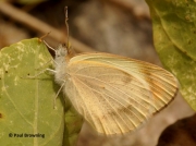 Desert-Orange-Tip-butterfly-Colotis-evagore-female-spain-2652