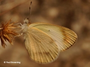 Desert-Orange-Tip-butterfly-Colotis-evagore--female-spain-2653
