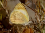 Desert-Orange-Tip-butterfly-Colotis-evagore--female-spain-2654