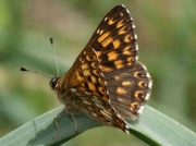 duke-of-burgundy-male-huesca-15-6-10-photo-p-browning