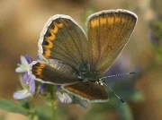 Escher's Blue butterfly female - Castellon, Spain -24-7-13 © P Browning