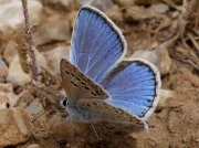 Escher's Blue butterfly male - Teruel, Spain 19-6-10 © P Browning