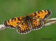 False-Heath-Fritillary-butterfly-Melitaea-diamina-2758